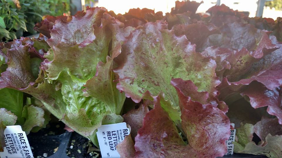 Race red leaf lettuce